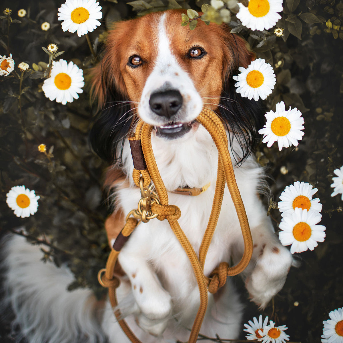 isartau Sweet Toffee Dunkelbraun – Stimmungsbild mit Hund