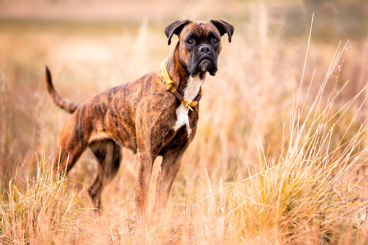 isartau Sweet Toffee Dunkelbraun – Stimmungsbild mit Hund