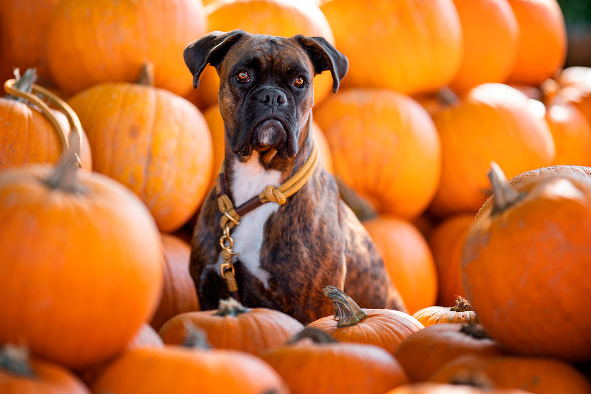 isartau Sweet Toffee Dunkelbraun – Stimmungsbild mit Hund