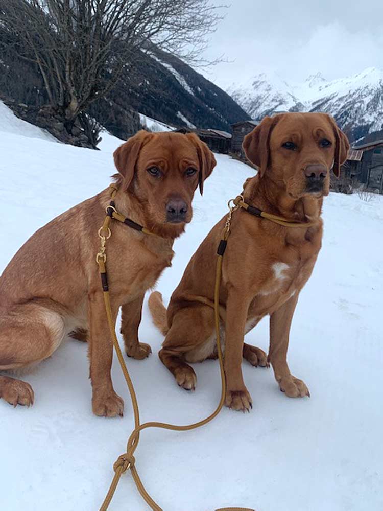 isartau Sweet Toffee Dunkelbraun – Stimmungsbild mit Hund