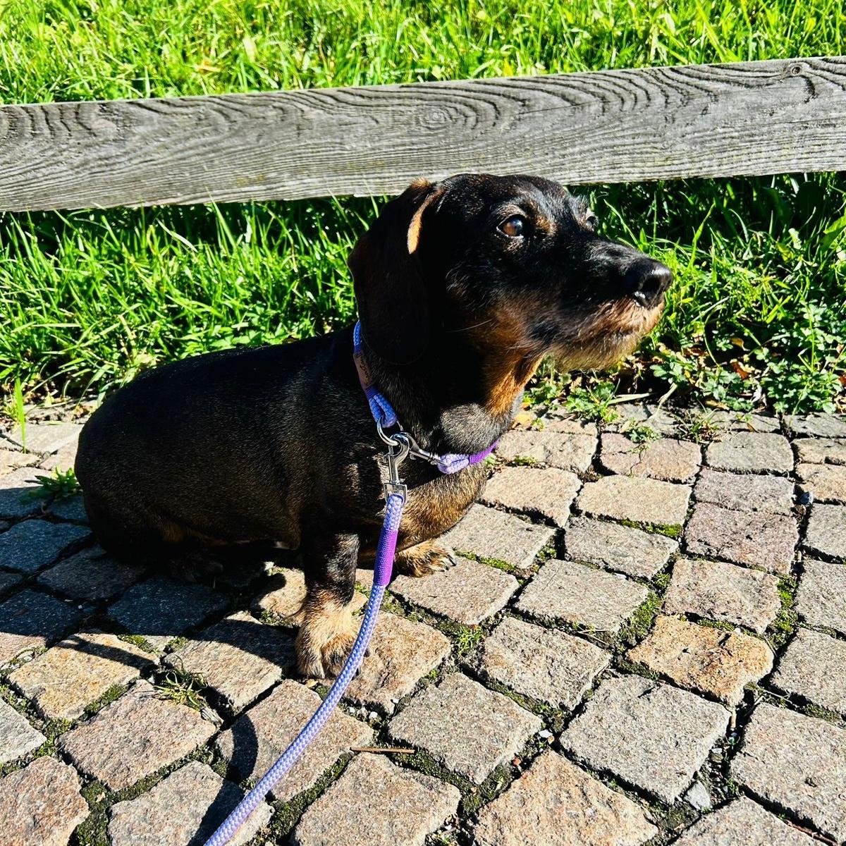 isartau Tauhalsband Very Peri Lavendel, feste Halsung – Stimmungsbild mit Hund