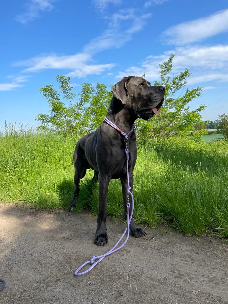 isartau Tauhalsband Very Peri Lavendel, Zugstopp – Stimmungsbild mit Hund