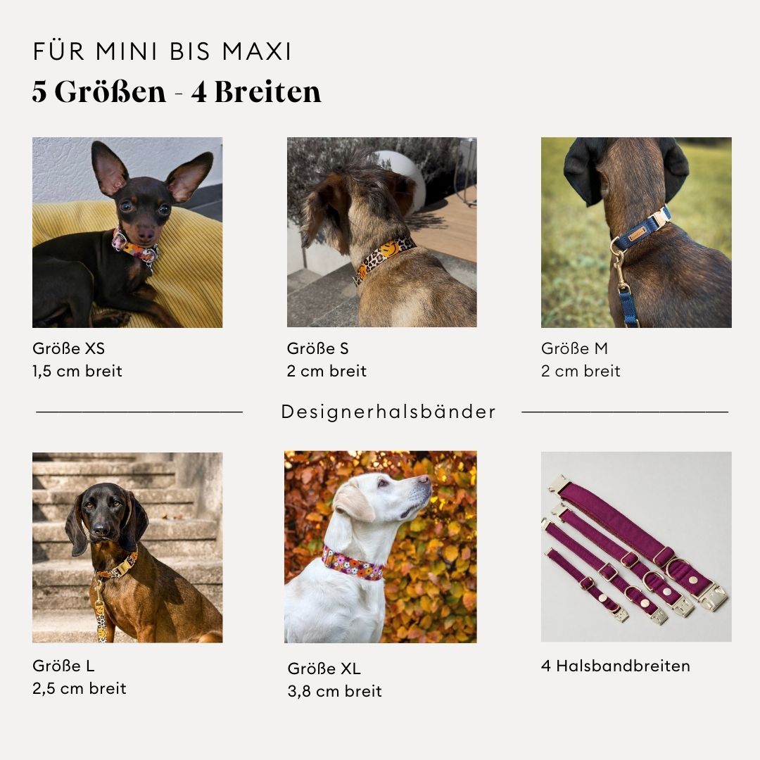 verschiedene Hunde mit verschiedenen Halsbandgrößen