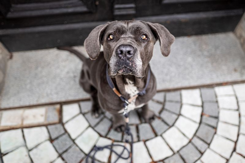 Cane Corso Ruby