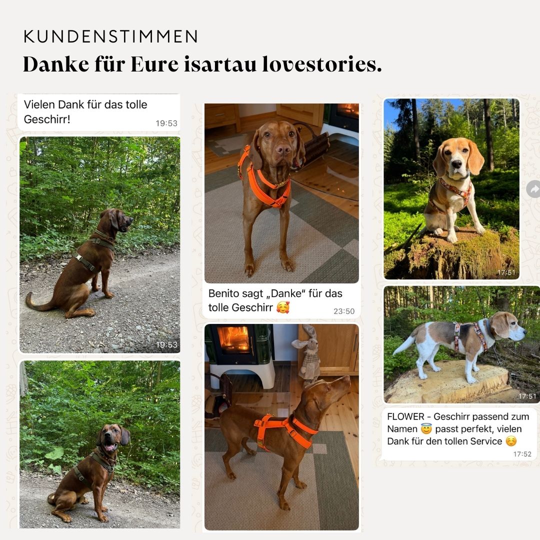 isartau Kundenstimmen zu Basic Hundegeschirr Softie