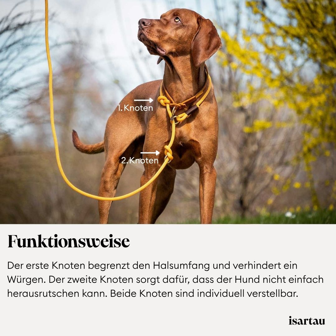 Funktionsweise der isartau Retrieverleine mit integrierter Halsung