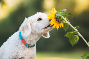kleiner Hund riecht an Blume