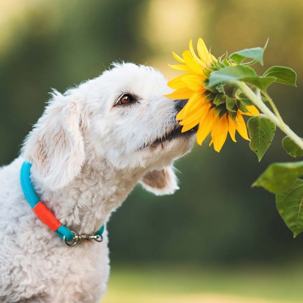 kleiner Hund riecht an Blume