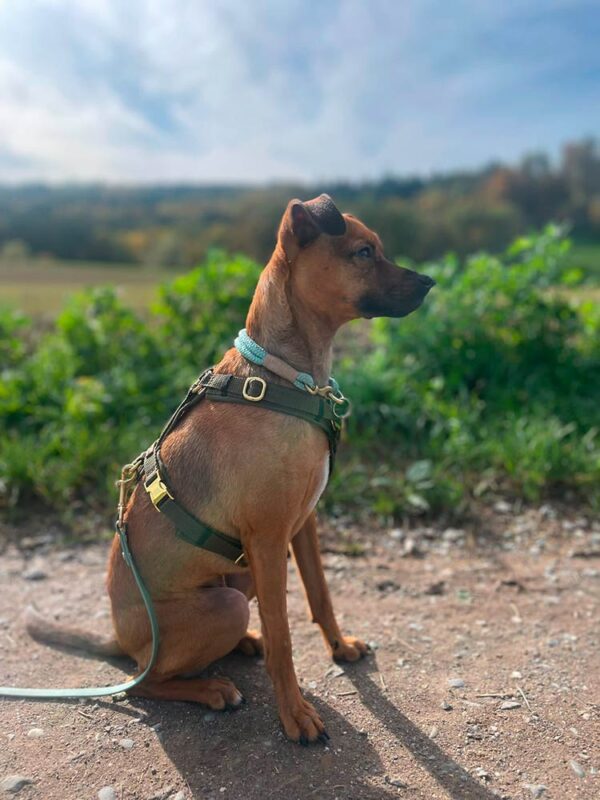 Amani in Hundegeschirr KHAKI