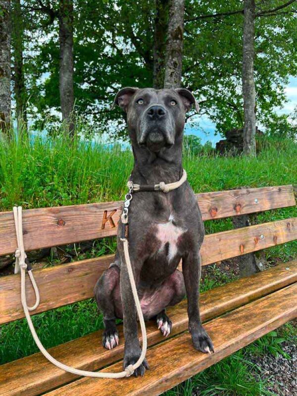 Amstaff Cane Corso-Mix in beigefarbenem Tauset