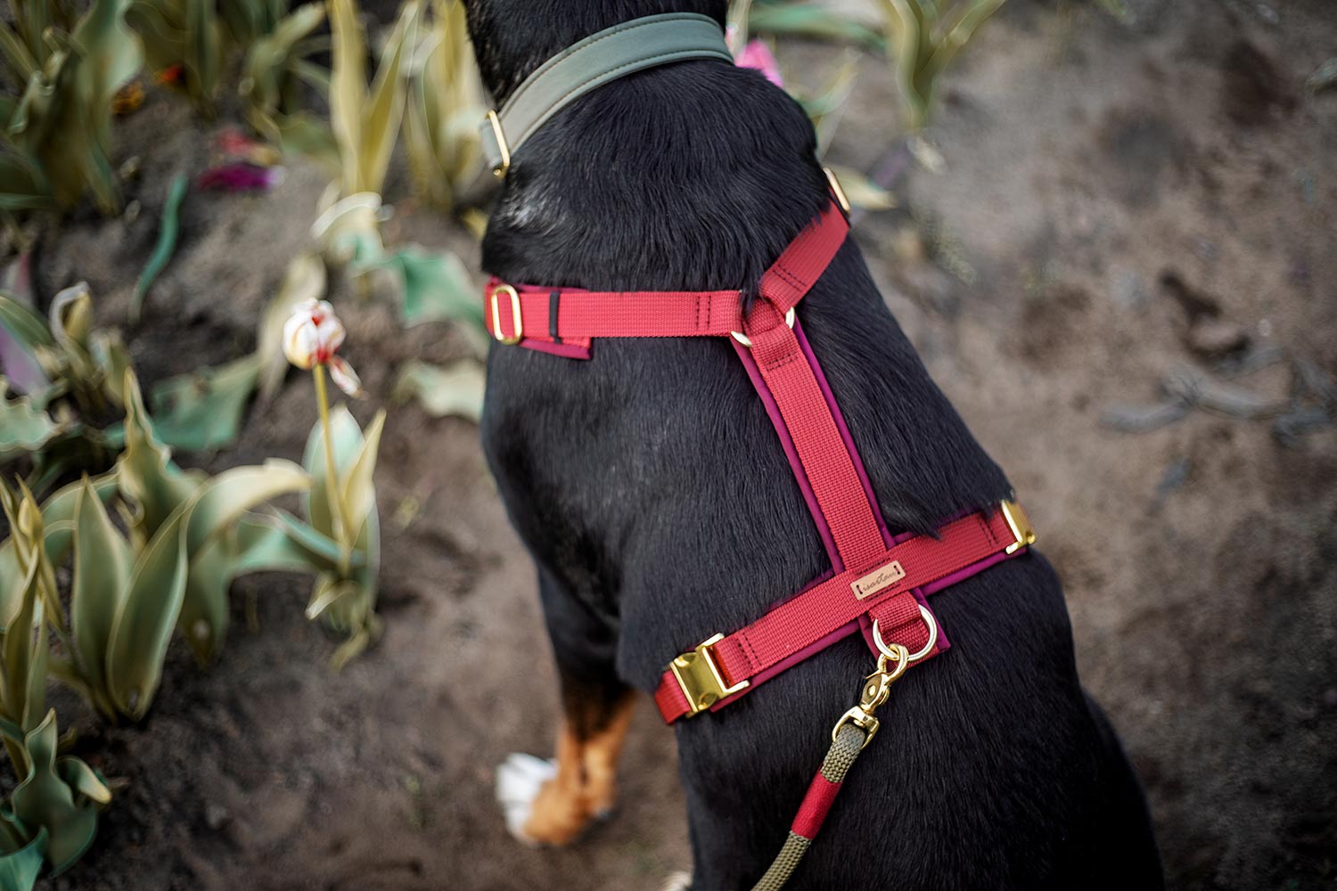 Großer Schweizer Sennenhund mit burgunderfarbenem Brustgeschirr