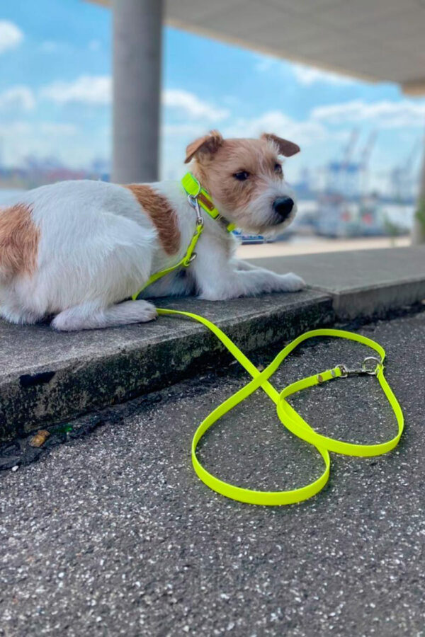 Parson Jack Russel Terrier mit neongelber Leine und Halsband