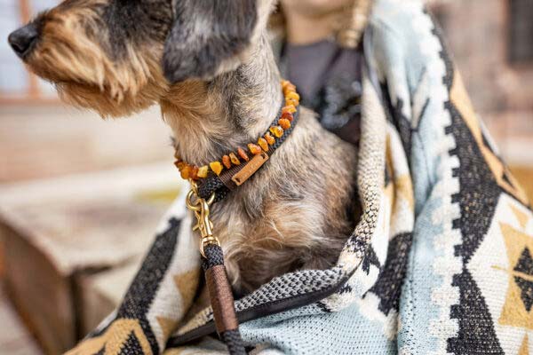 Dackel trägt Hundehalsband Black Mamba EBONY (Kletterseil) + Bernsteinkette