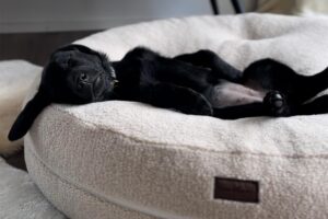schwarzes Labrador Welpe schläft in runden Hundebett BAGELBETTCHEN