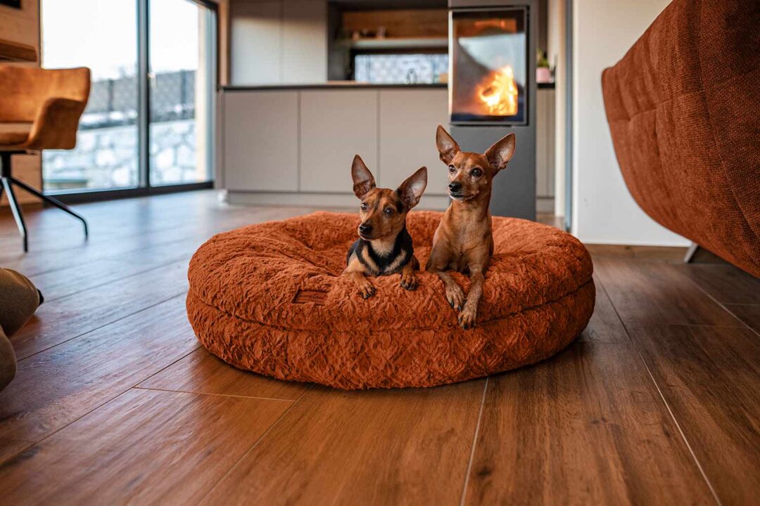 zwei Pinscher in rundem Hundebett Bagelbettchen