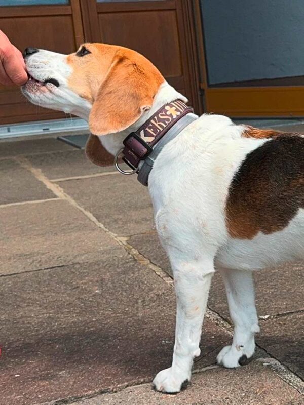 Beagle in Halsband Keksdieb BRAUN