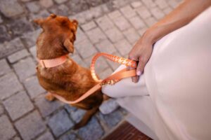 Designerleine *Wandler*