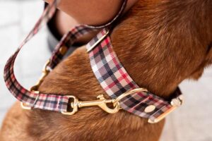 Designerhalsband *Flaneur*