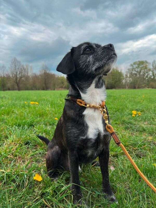 Boxer-Boston-Terrier in karamellfarbenem Tauset