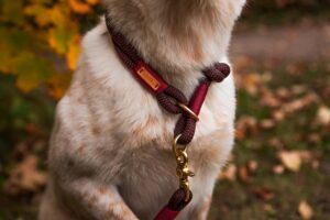 Cattle Dog mit Tauleinenset von isartau