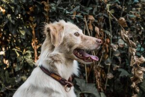 heller Hund mit braunem Tauhalsband von isartau