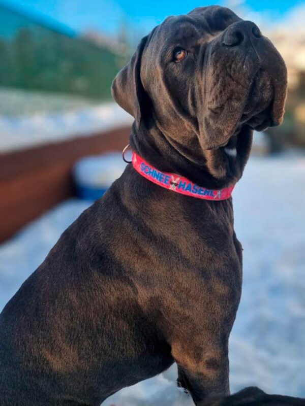 Cane Corso in Halsband PINK