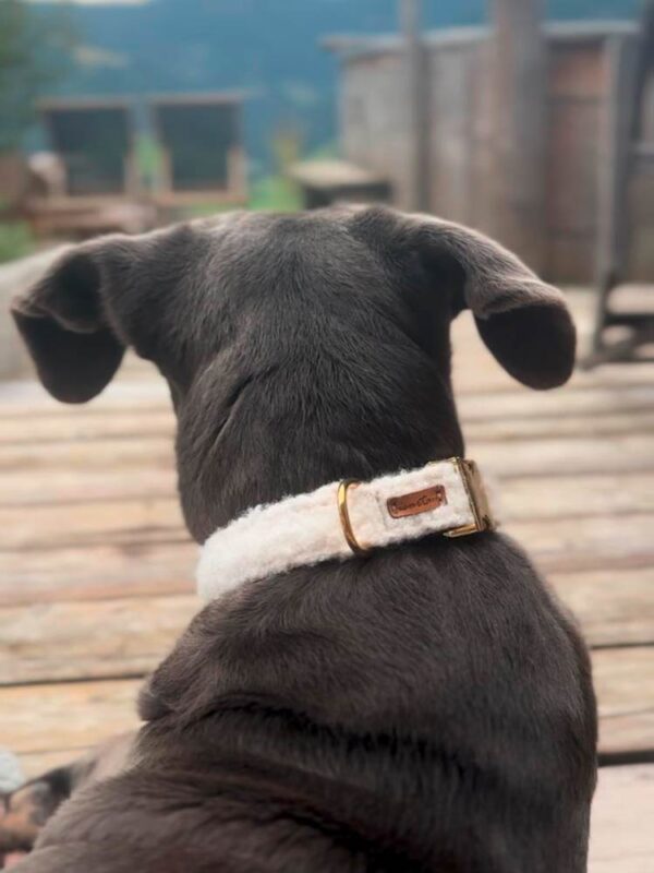 Cane Corso in weißem Halsband