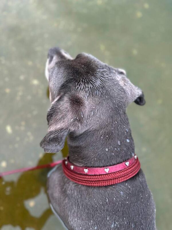 Cane Corso mit Lederschlupfi MAGENTA und dunkelrotem Tauhalsband