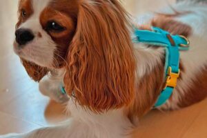 Cavalier King Charles Spaniel in Hundegeschirr HELLBLAU