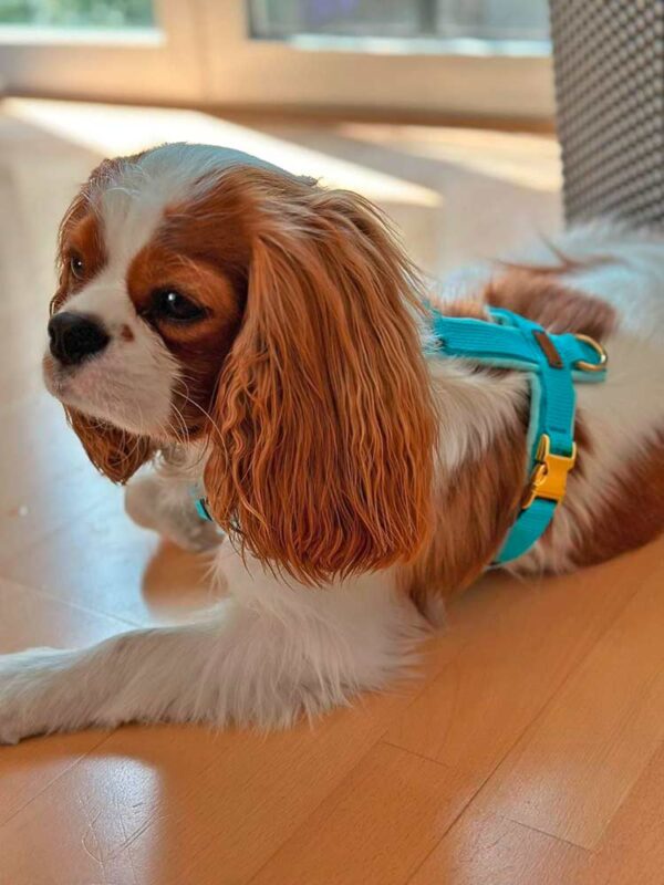 Cavalier King Charles Spaniel in Hundegeschirr HELLBLAU