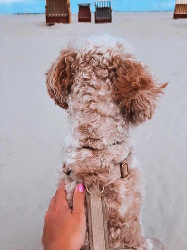 Cockapoo in Hundegeschirr BEIGE