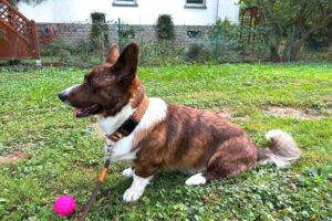 Corgi in Halsband Cheetah