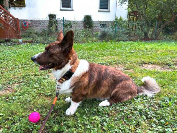 Corgi in Halsband Cheetah