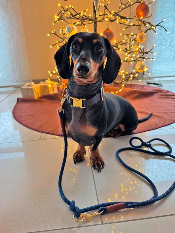 Dackel in Halsband Landpartie mit blauer Tauleine