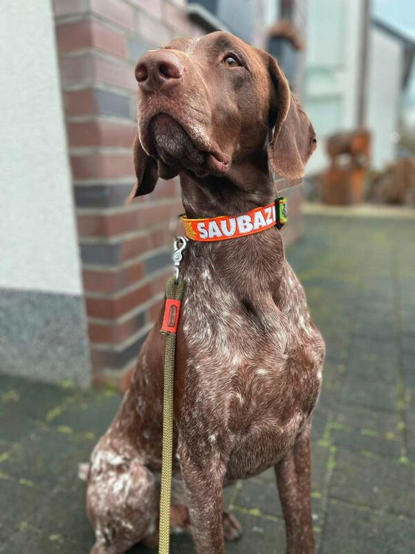 Deutsch-Kurzhaar in orangem Stoffhalsband und grüner Tauleine