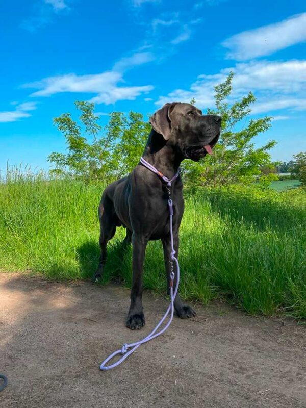 Deutsche Dogge in Tauset LAVENDEL