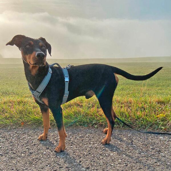 Deutscher Pinscher in Geschirr GRAU