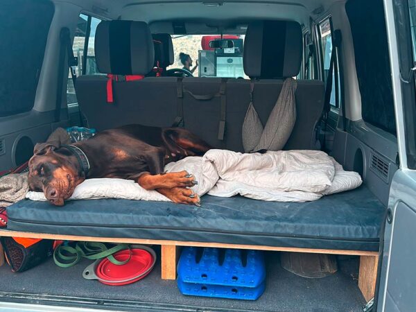 Dobermann-Hündin auf Hundebett Ortho SAFE