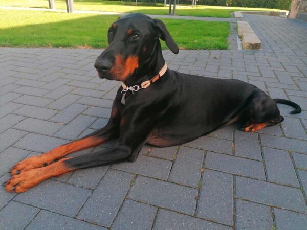 Dobermann Mort in beigefarbenem Halsband