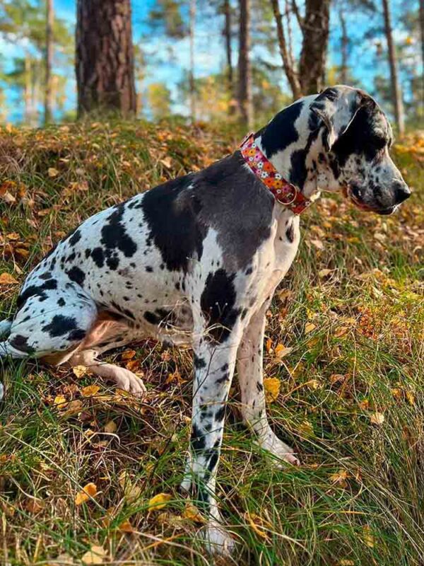 Dogge in Halsband Blumenmeer