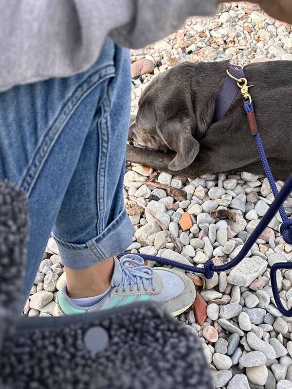 Cane Corso Mädchen Ruby mit Halsband *Landpartie* in Blau/Braun und passender Tauleine in Dunkelblau