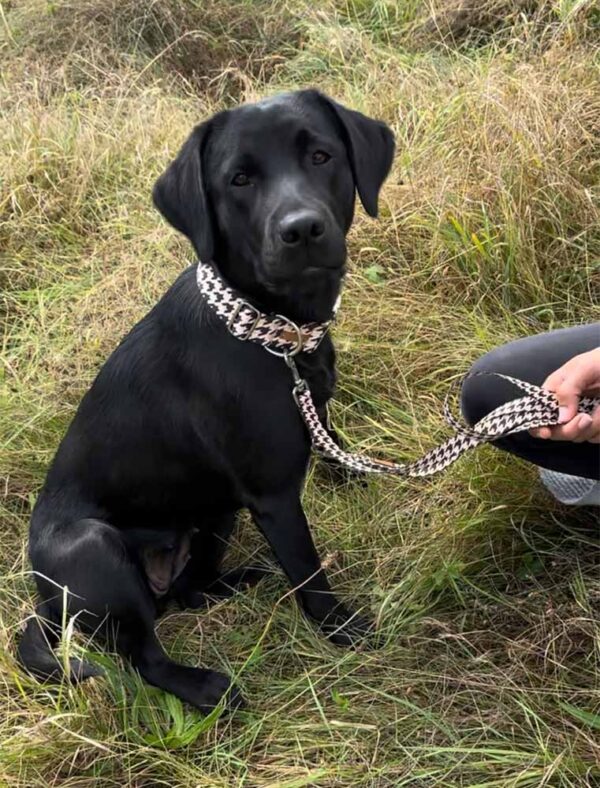 schwarze Labrador Hündin Skye im Set Stadtgeflüster (Farbe Schwarz/Beige), Halsbandbreite 38mm