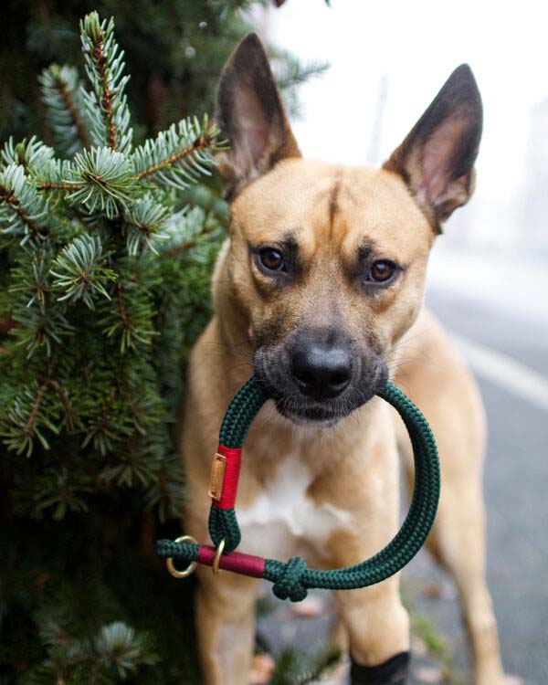 Mateo kleiner beiger Hund steht vor Weihnachtsbaum