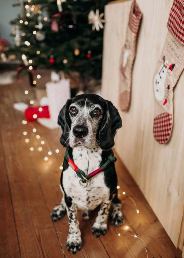 Beagle sitzt vor Weihnachtsbaum