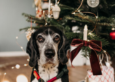 Beagle sitzt vor Weihnachtsbaum