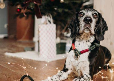 Beagle sitzt neben Weihnachtsbaum