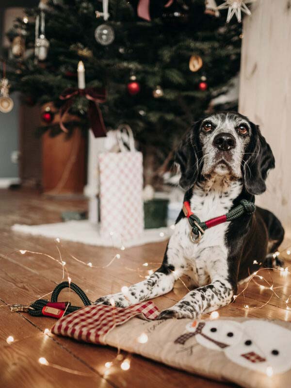 Beagle sitzt neben Weihnachtsbaum