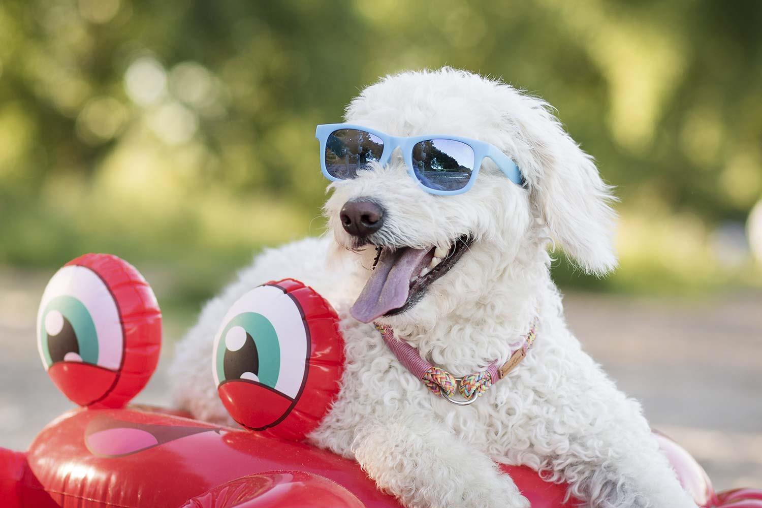 Hunde an heißen Sommertagen - Tipps von isartau