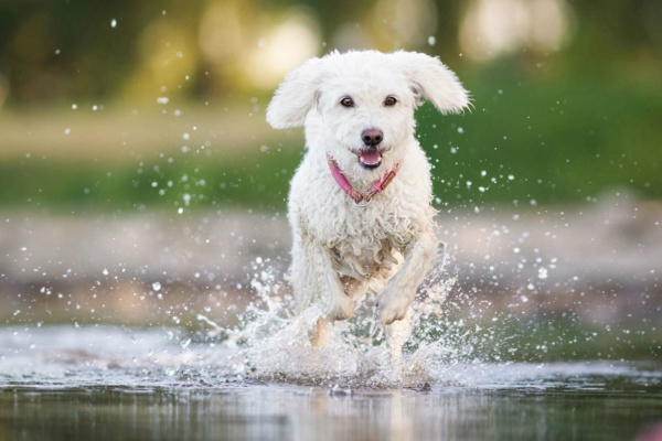 Wasserhund rennt im See