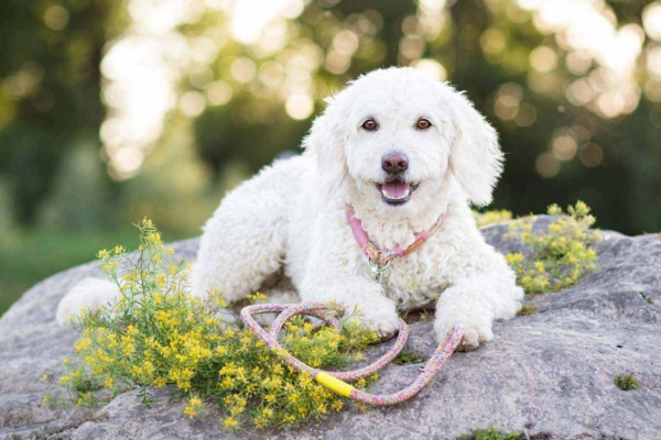 Weißer Hund mit bunten Leinen und Halsband Set